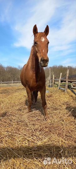Кобыла с жеребенком