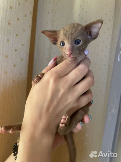 Ориентальные