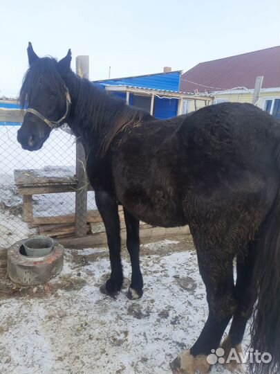Продам лошадь