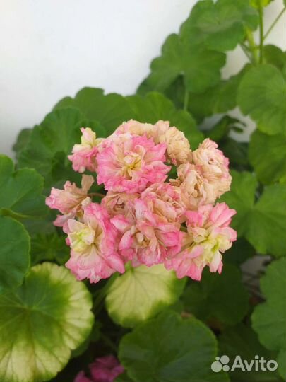 Герань пеларгония розебудная