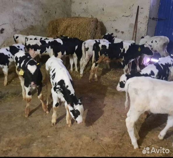 Телята бычки