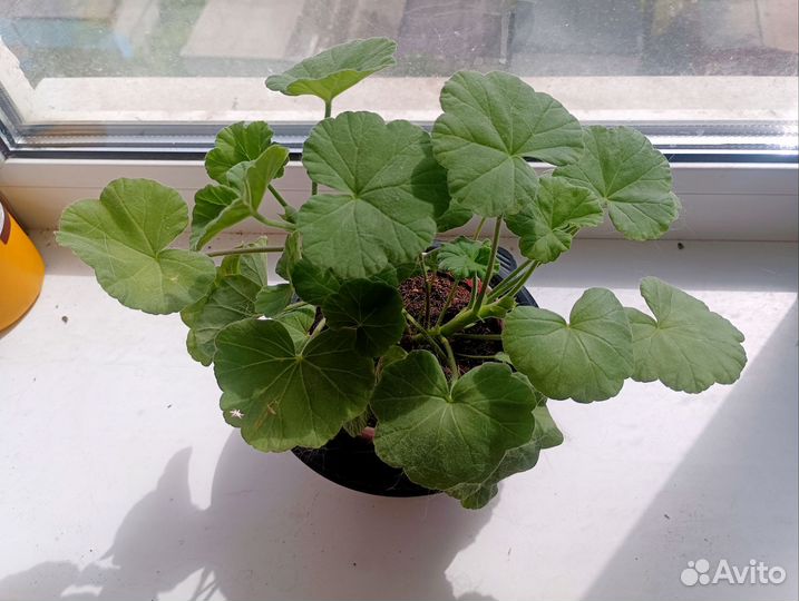 Пеларгония герань