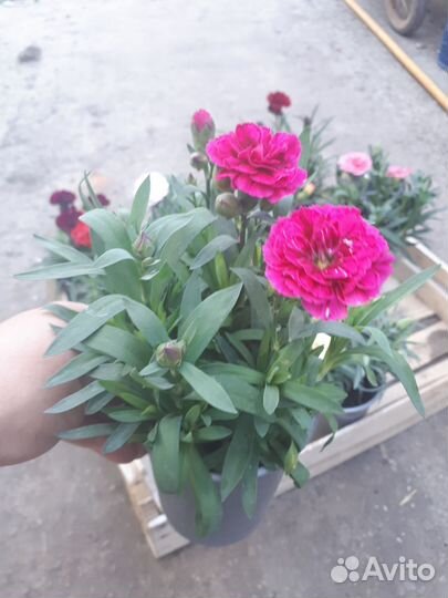 Многолетние гвоздики,низкорослые