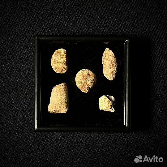 Копролиты Тероцефала окаменелость ископаемое