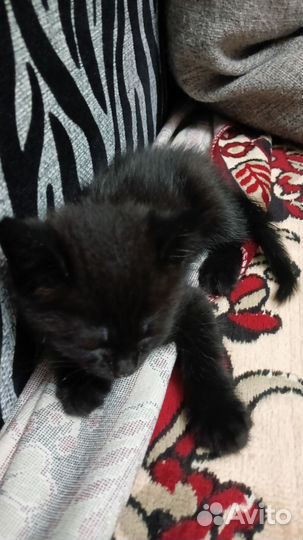 Котик бесплатно
