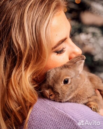 Передержка домашних животных (грызунов)