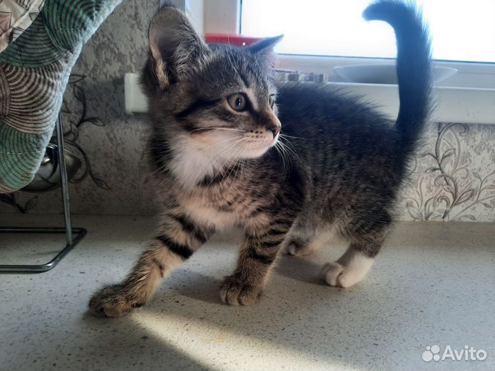 Котята в добрые руки Выборг и Выборгский район