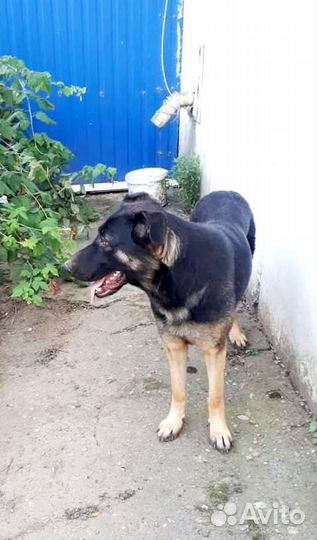 Крупная собака Эмма