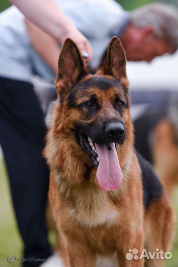 Дрессировка и обучение собак кинолог