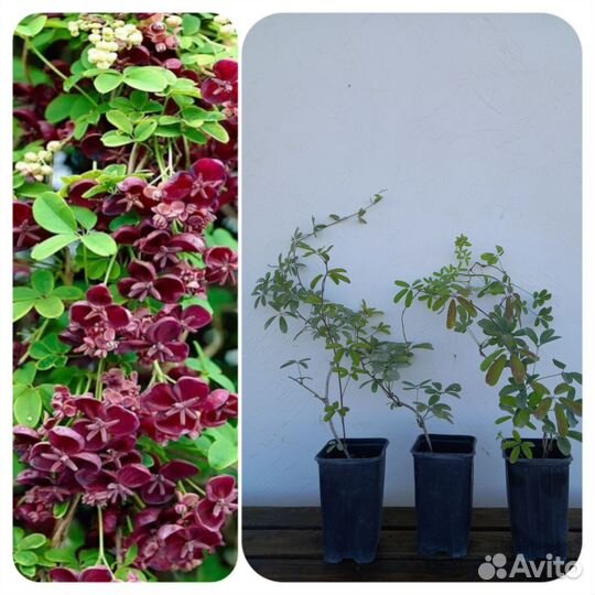 Акебия шоколадная