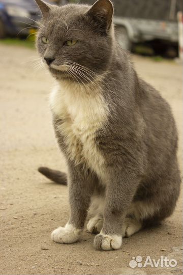 Кошки в добрые руки бесплатно