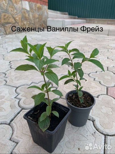 Многолетние цветы