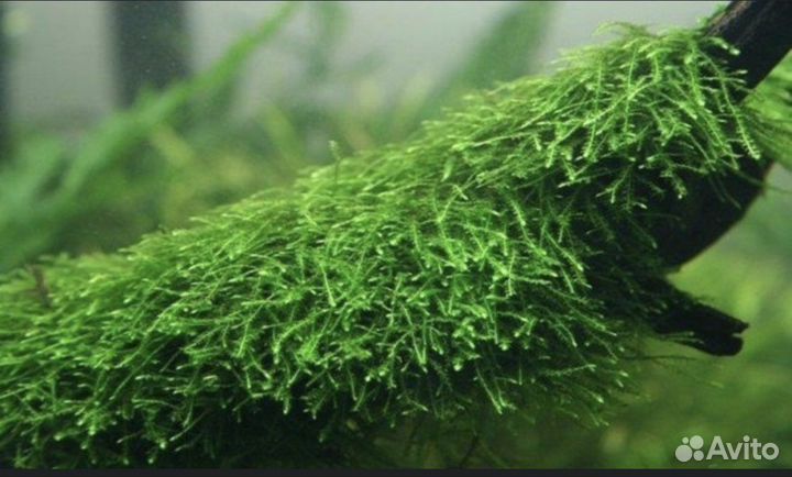 Аквариумные растения