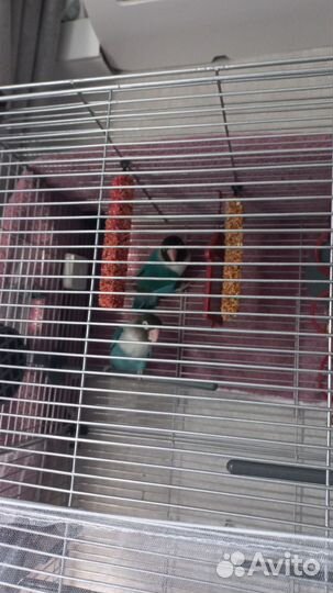 Неразлучники