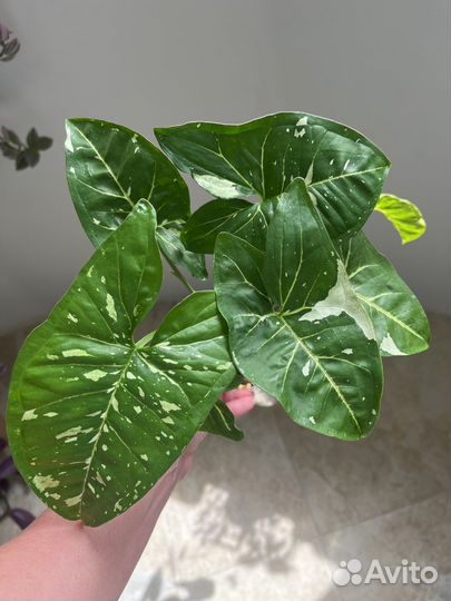 Сингониумы