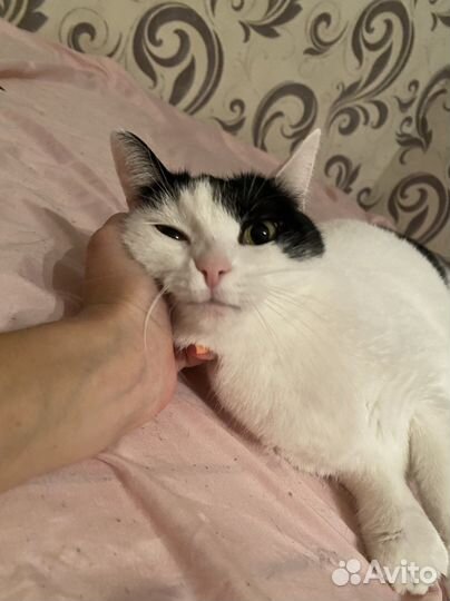 Кошки в добрые руки