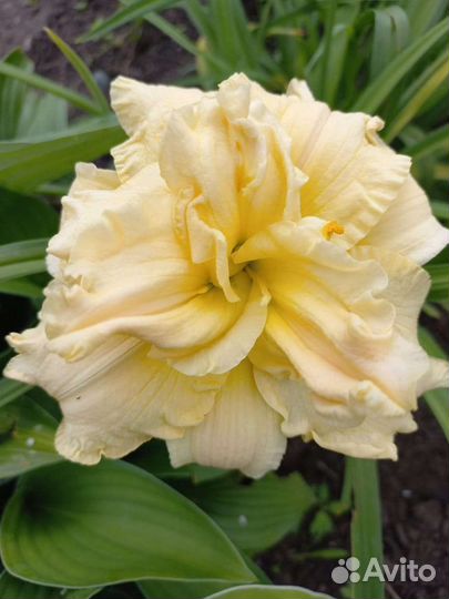 Цветы для сада многолетние