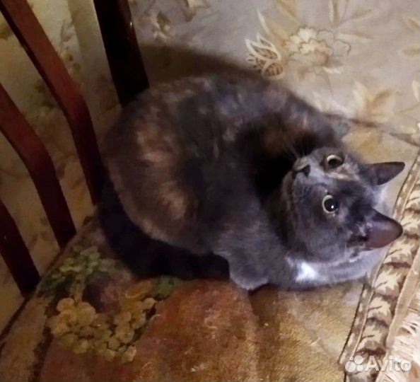 Британская черепашка