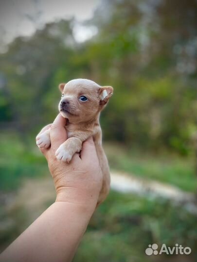 Мальчики и девочки чихуа