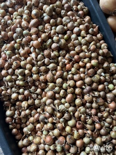 Овощи картошка лук севок семеная картошка