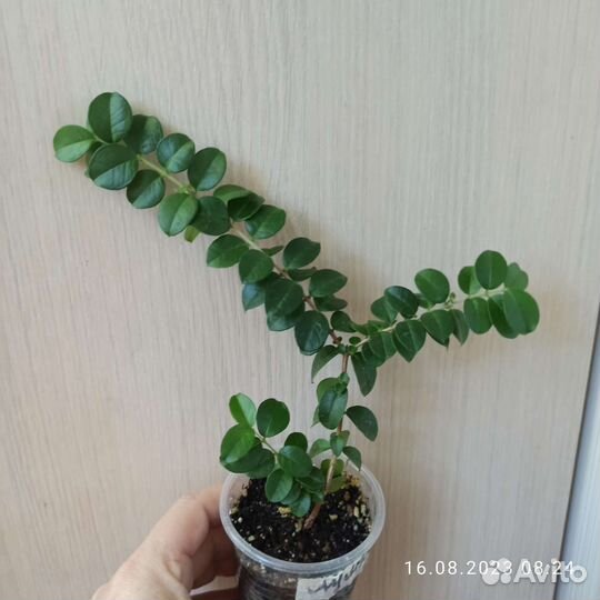 Мирт Лума (Чилийский мирт)