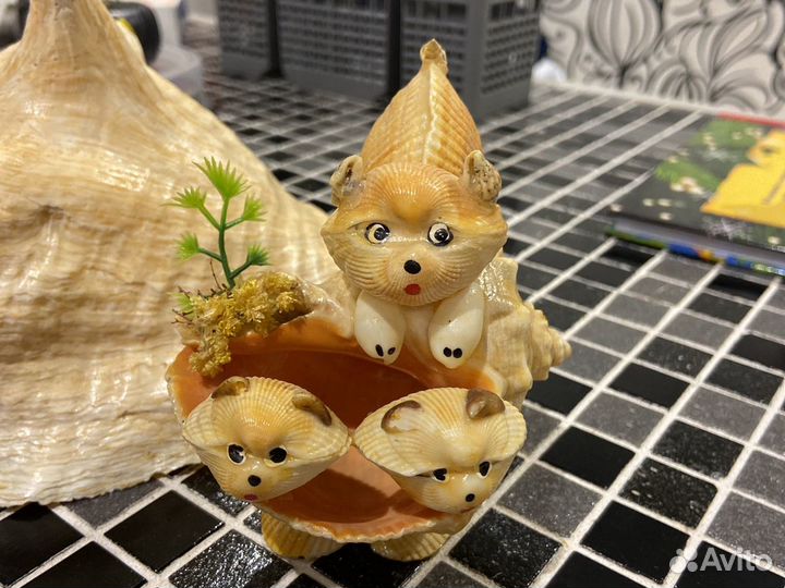 Ракушка морская