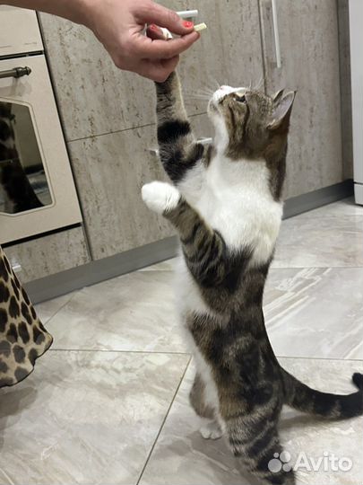 Кошка в дар бесплатно