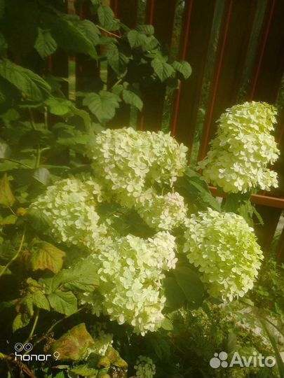 Цветы многолетние, гортензии