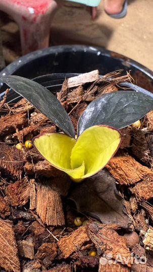 Замиокулькас блек акебоно еллоу