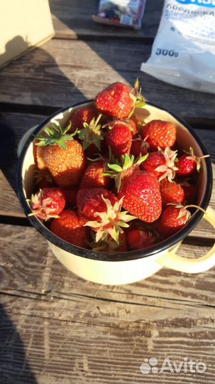 Рассада клубники в стаканах, укорененные усы