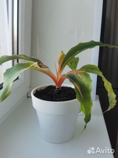 Хлорофитум грин оранж