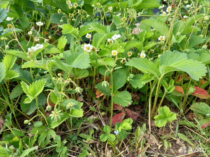 Саженцы клубники черный принц, купчиха, боровицкая