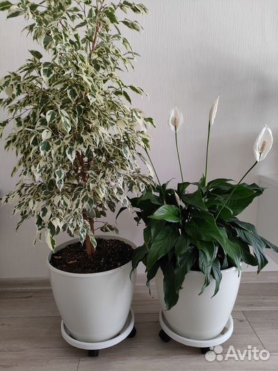 Комнатные растения цветы