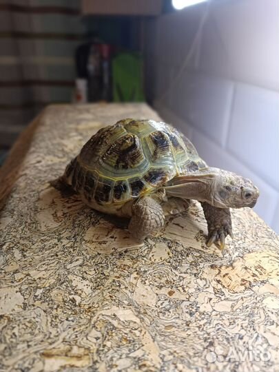 Сухопутная черепаха