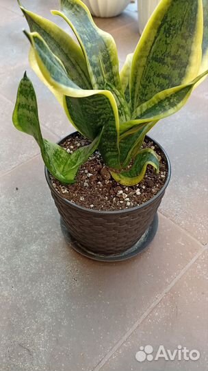 Сансевиерии