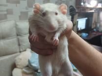 крыса песчанка. крысе два года. капюшонная крыса. крыса домашняя. крысе два года.