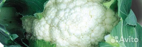 Семена Капусты 