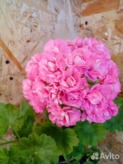 Пеларгонии зональные сортовые