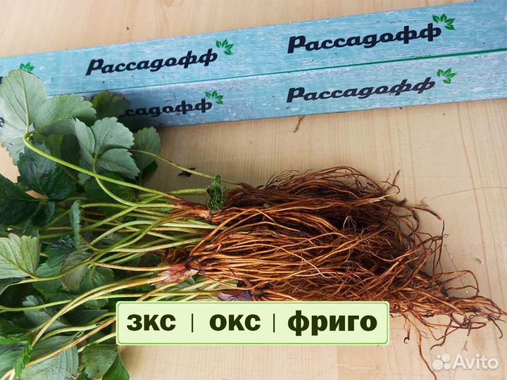Рассада клубники. Крупная ягода