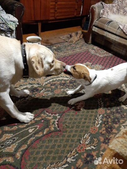 Передержка животных