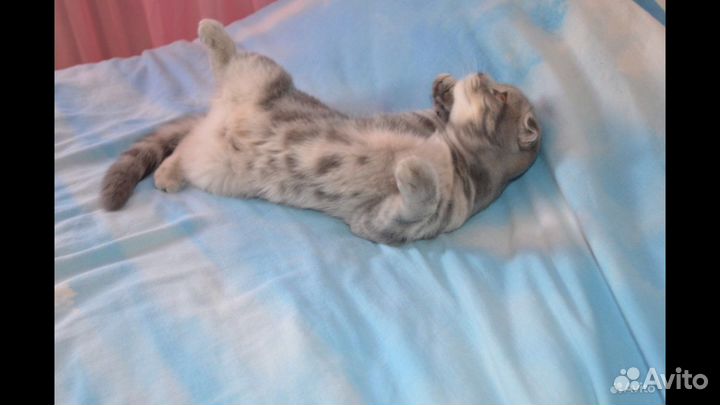 Передержка лапушек (кошечек и собачек до 15 кг.)