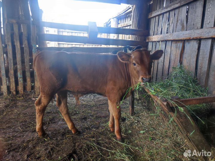 Корова с телятами