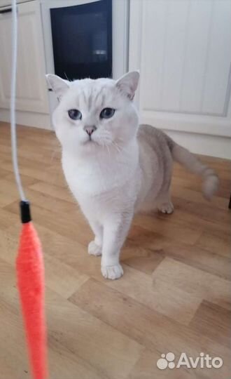 Вязка кот британская серебристая шиншилла