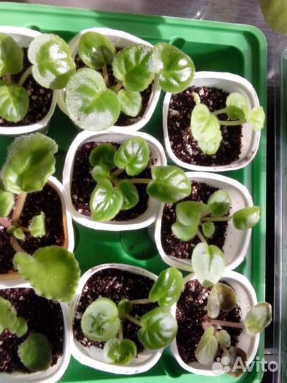 Детки фиалочек