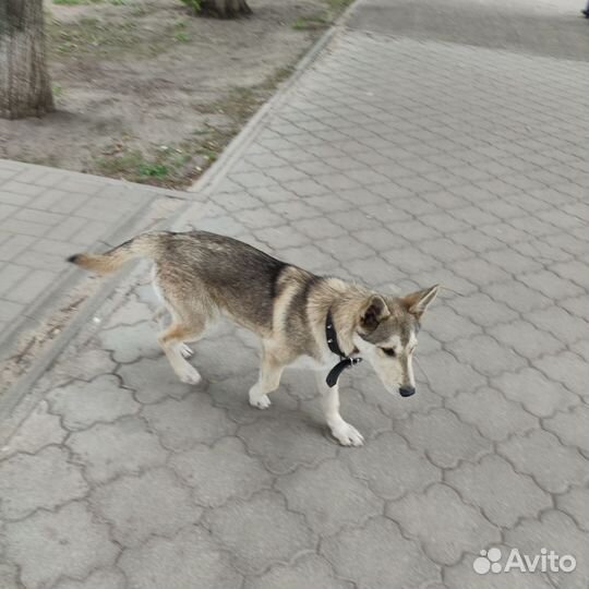 Найдена собака