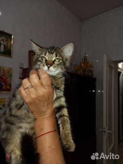 Курильский бобтейл в добрые руки