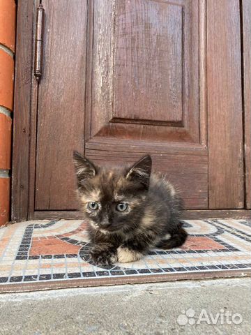 Котёнок ищет дом (милая девочка) объявление продам