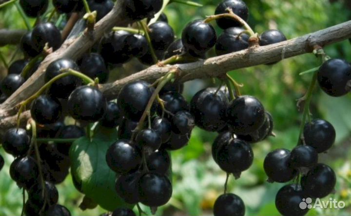 Саженцы черной смородины Багира