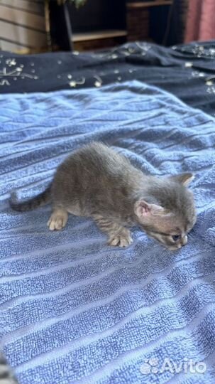 Простые котята