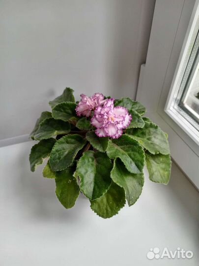 Бегония, фиалка